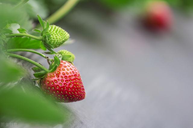 草莓的种植方法及时间 怎样种植草莓？