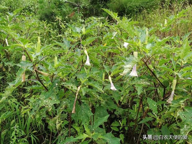 曼陀罗花花语