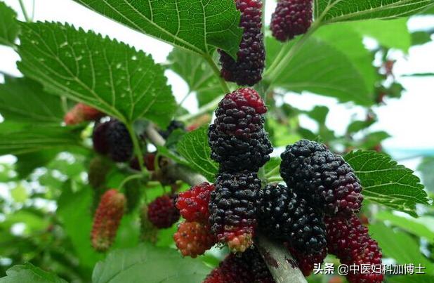 冬季别错过这4大“养阴高手”，健脾胃清肺热，好处吃过的人都懂