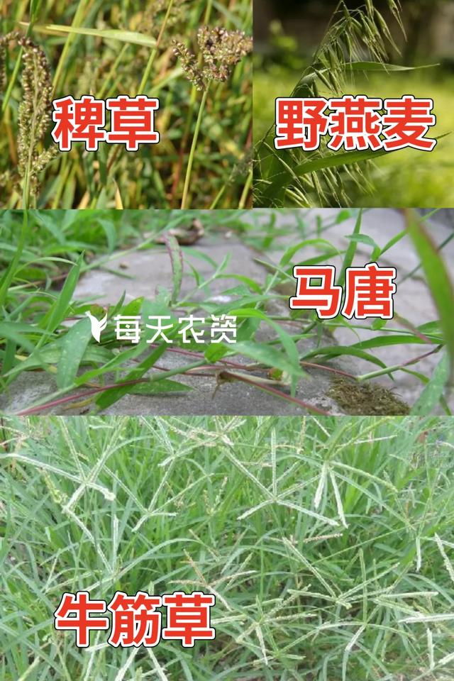 5月，重防杂草！精喹禾灵——除草迅速，4大特性必了解2