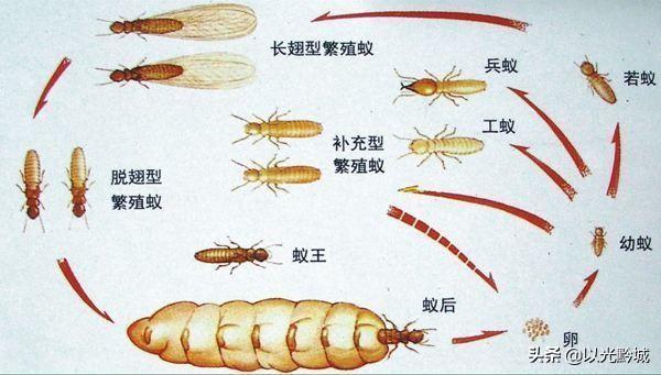 贵州太子参常见病虫害及其防治措施9