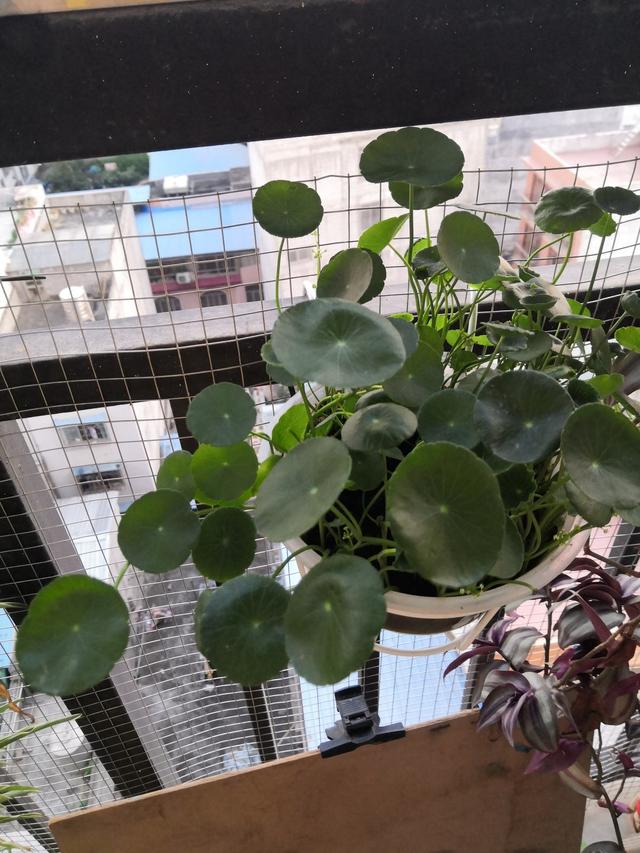 7种花适合孩子养，随便插土里就能活，孩子成就感满满