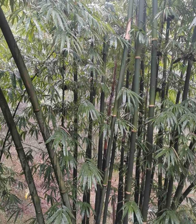 花草图片