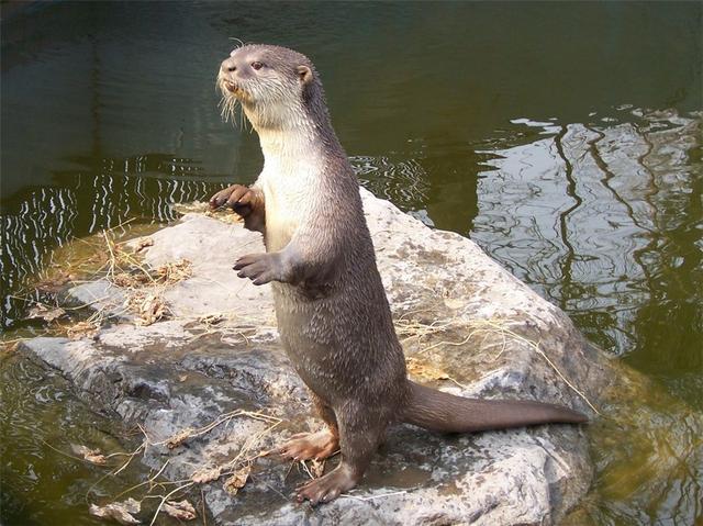 水獭猫
