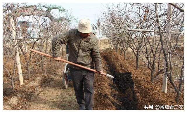 了解枣树裂果的两大原因，采取七种措施，有效防治枣树裂果5