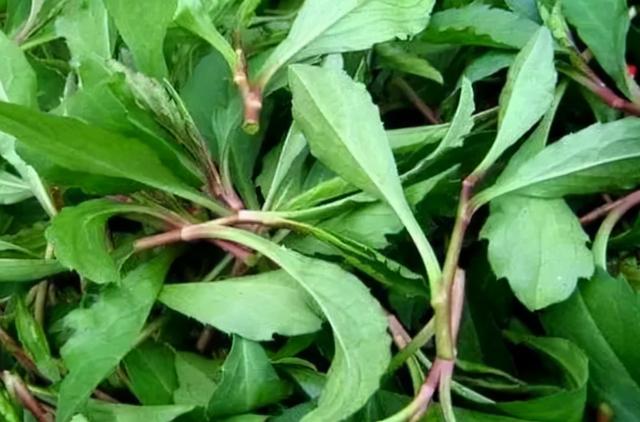 老年人要少吃肉？建议：50岁后，可以多吃这3种肉