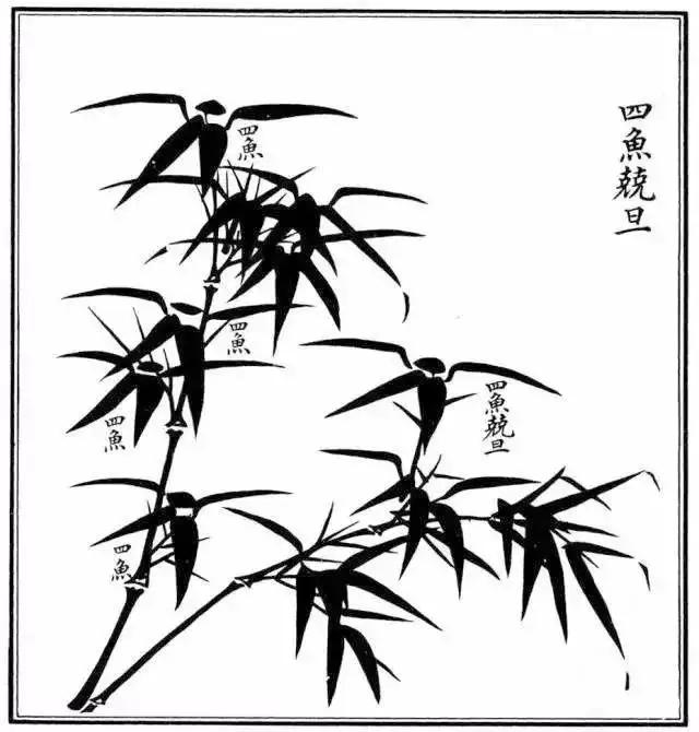 竹子怎么画 竹子怎么画
