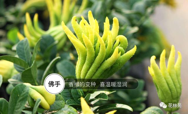 佛手的功效与作用 佛手的功效与作用（佛手的功效与作用及食用方法） 生活