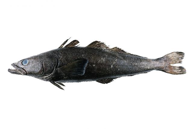 银雪鱼 银雪鱼（银鳕鱼和鳕鱼的区别） 美食