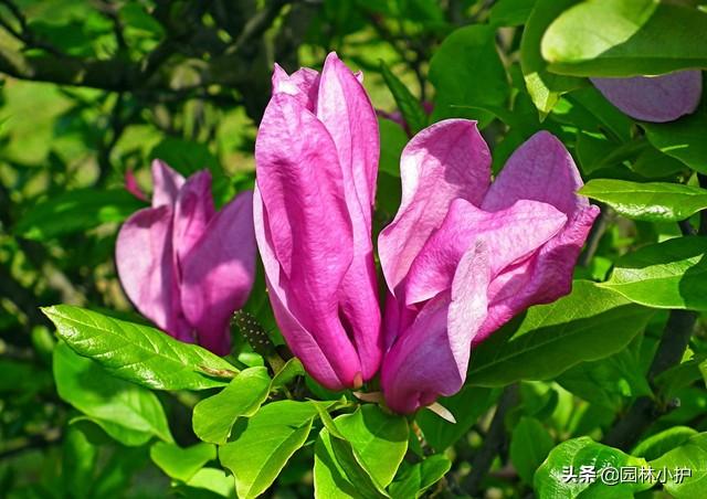 玉兰花什么时候开 玉兰花什么时候开（玉兰花一年开几次花） 生活