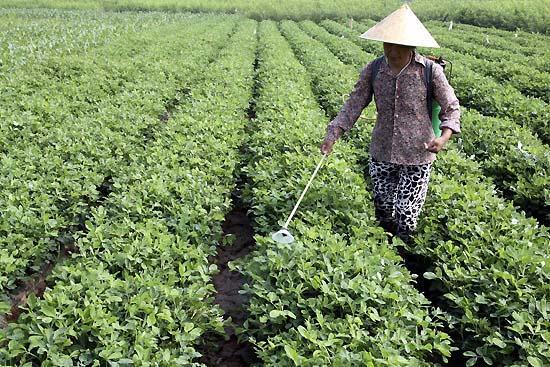 种花生，如何科学使用这三种控旺剂，哪种增产效果好？你知道吗？