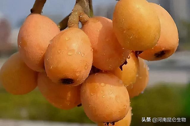 枇杷膨果用什么叶面肥好？保花保果施什么水溶肥好？壮根膨果防晒4