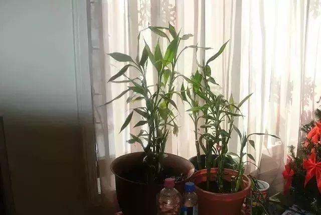如何养好富贵竹