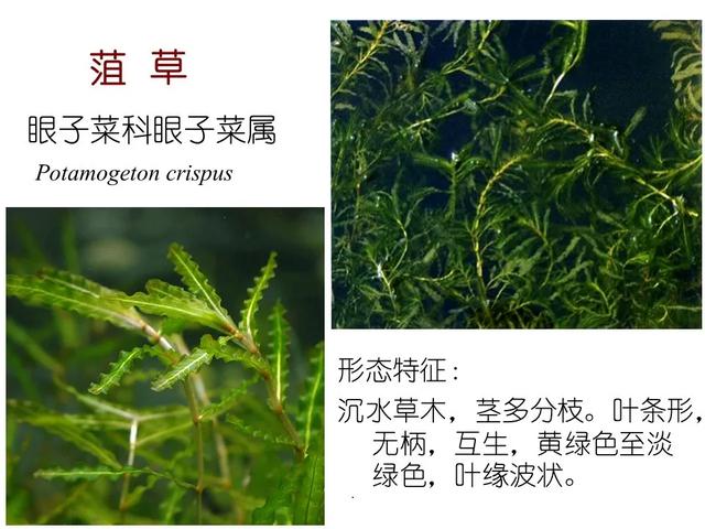 常见水生植物