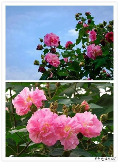 健康科普堂 | 月是中秋明 风物宜养生