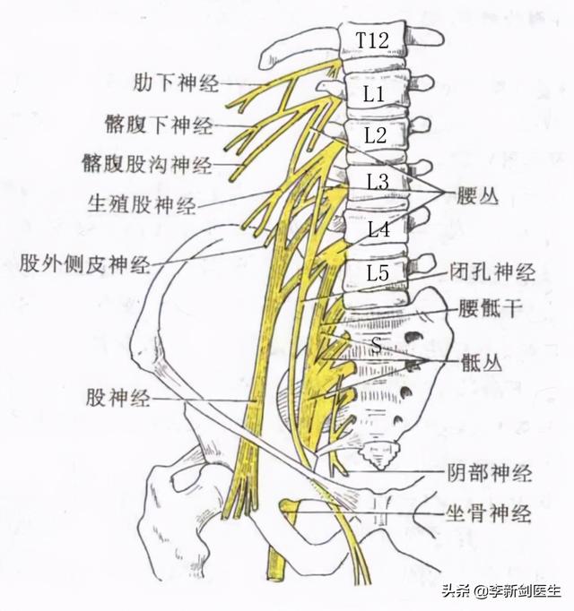 学一穴之八髎穴