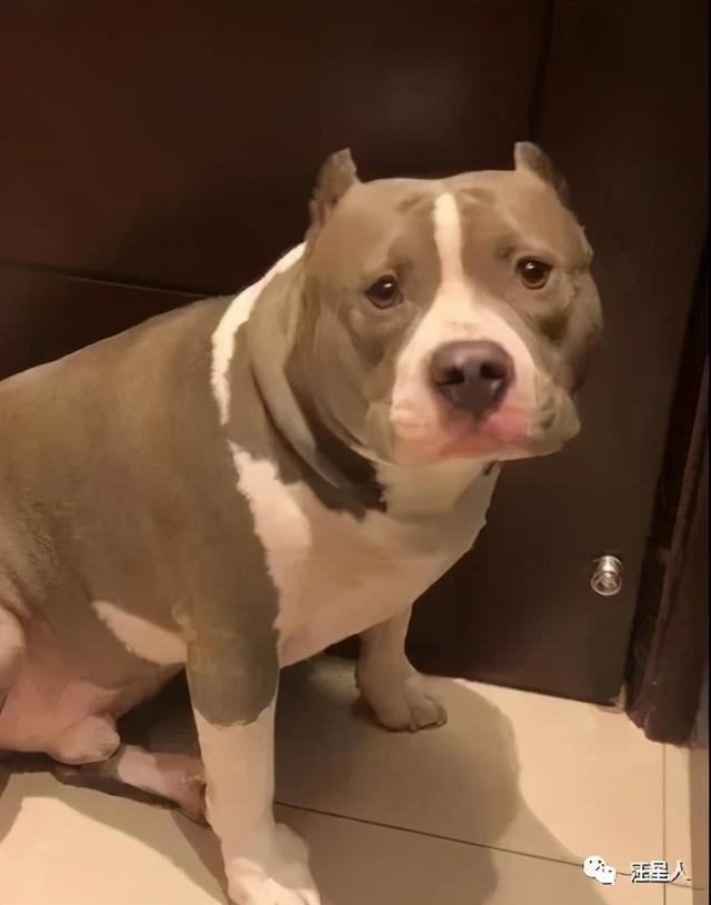 恶霸犬:恶霸犬怕打雷，吓得大腿肌肉狂抖，网友：对得起你的长相吗