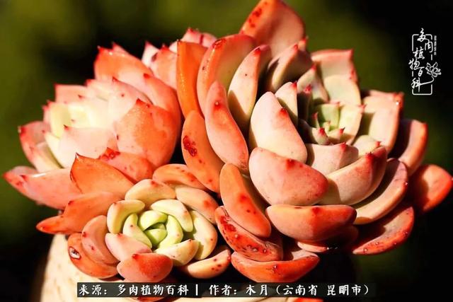 安康石英砂洗砂机厂家电话