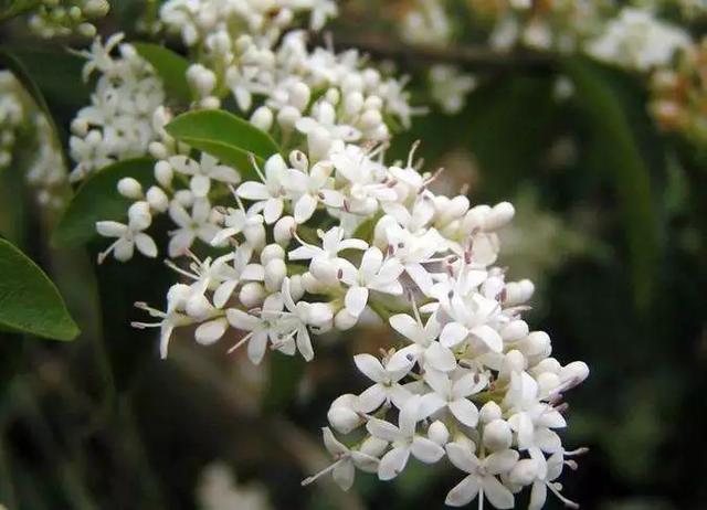 家居风水植物:家居绿植风水要讲究，你家的植物摆对了吗？