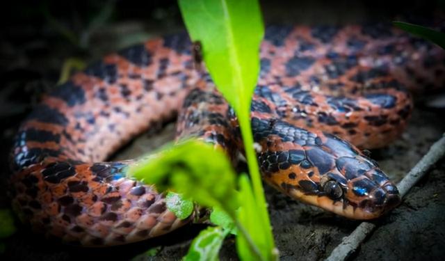 肉质美味的赤链蛇 性格温和且毒性弱 在日本却有人被咬伤后死亡 全网搜