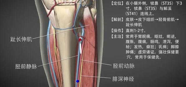 足三里—健脾和胃消食补气