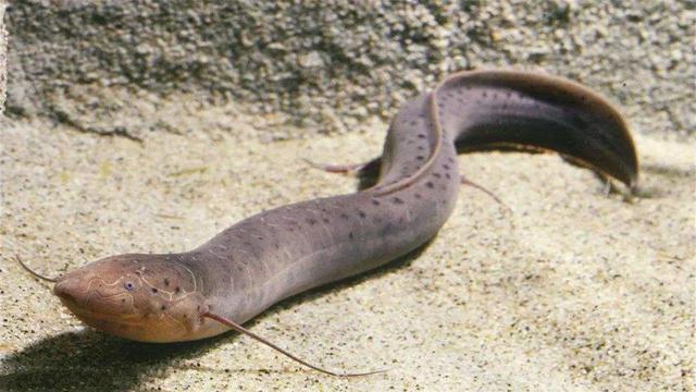 什么动物会夏眠（什么动物不需要阳光）