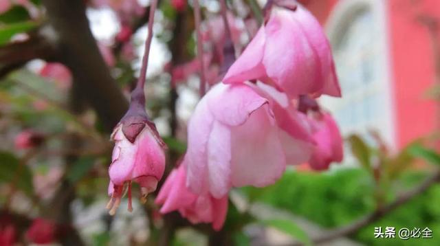 北方宿根花卉 北方宿根花卉（北方宿根花卉有哪些种类） 生活