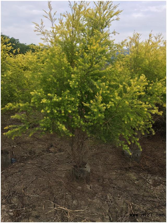 黄金宝树又名黄金香柳,千层金,为桃金娘科白千层,属常绿热带速生悄揪