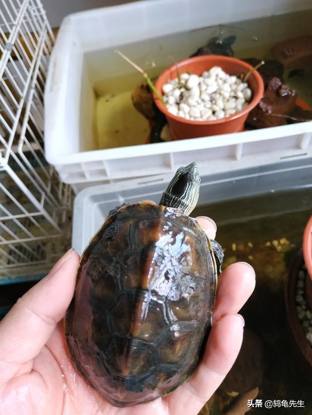 珍珠龟 珍珠龟(珍珠龟好养吗) 创业融资