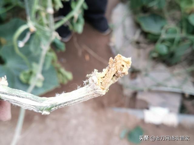 黄瓜根腐病导致植株死亡，用对方法巧防治2