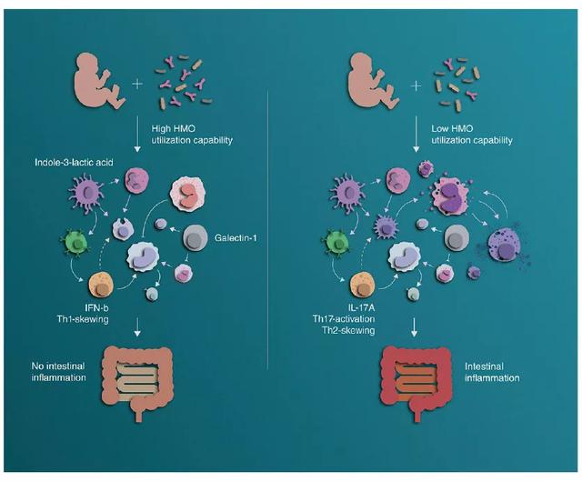 Cell  | 母乳喂养促进T细胞向抗炎方向分化