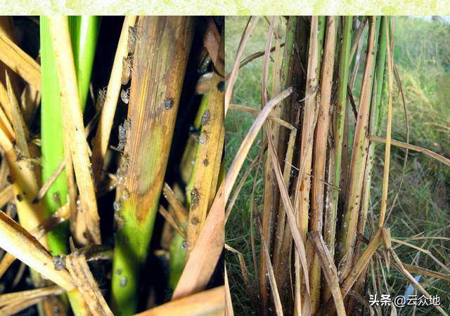 警惕稻飞虱爆发，提前掌握这些防治方法，避免水稻减产4