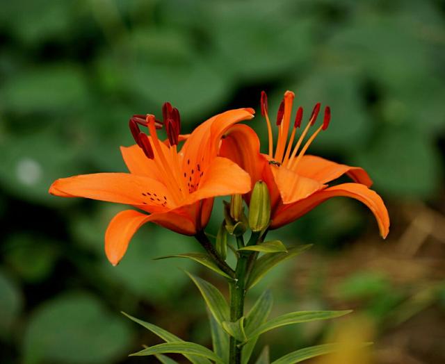 百合花象征什么