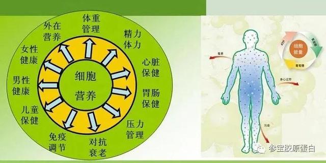 吃的方式和食材选择搭配是人一生健康的关键