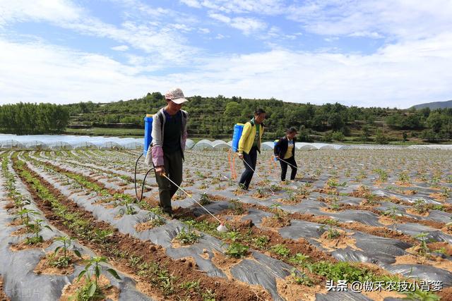 打除草剂后田间杂草杀不死、作物出现药害？这样打药除草效果最好4