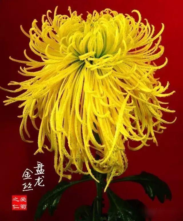 菊花的颜色