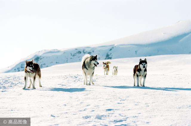 雪地灵犬3