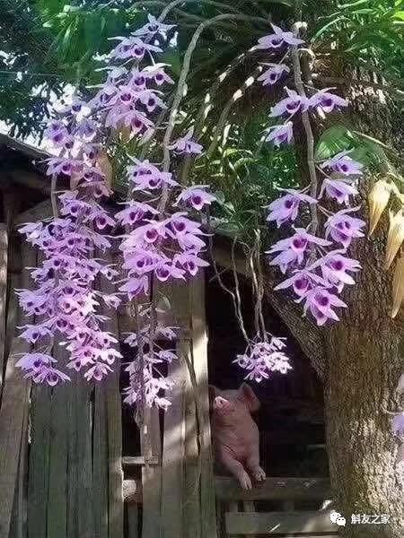 石斛种类 石斛种类（石斛种类有哪些） 生活
