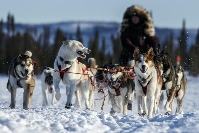 雪橇犬图片 雪橇犬图片（阿拉斯加雪橇犬图片） 动物