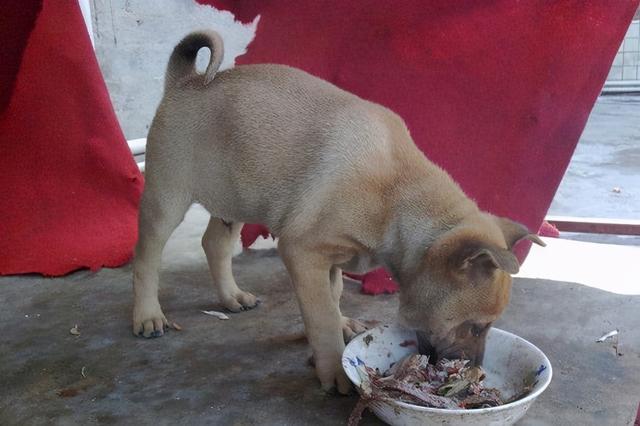 中华田园犬为什么禁养