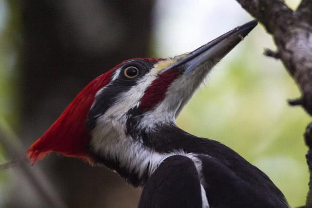 啄木鸟的特点 啄木鸟的特点(啄木鸟的特点和本领) 创业融资