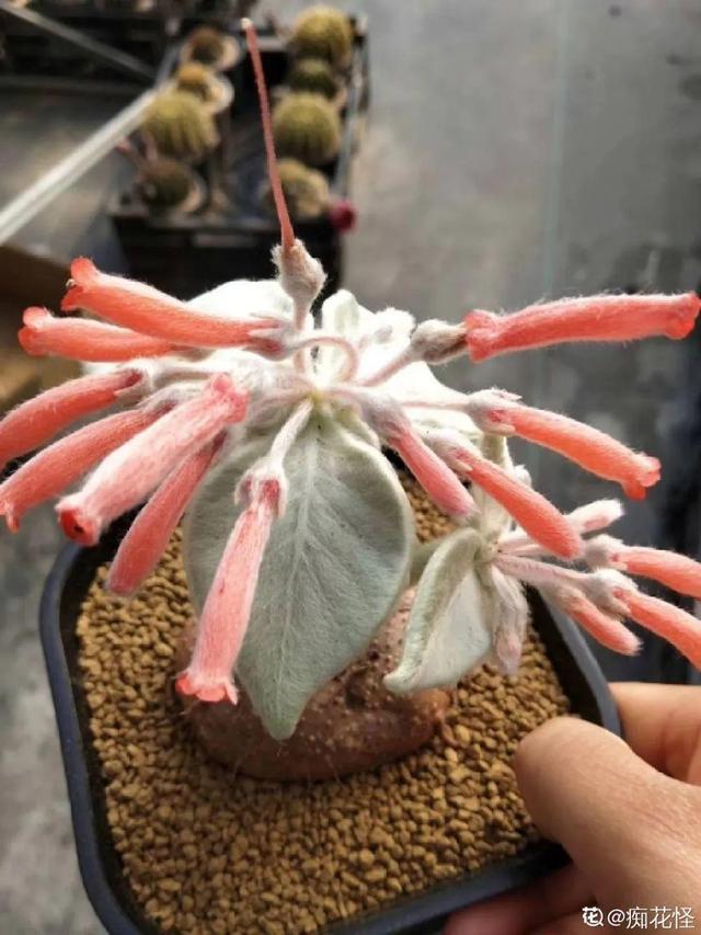树萝卜 树萝卜（树萝卜下山桩怎么养） 生活