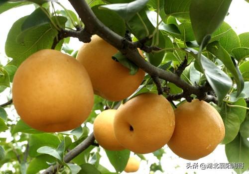 秋天宁可不吃肉，也要吃秋果王，护肝养胃又美白，生吃熟吃都美味