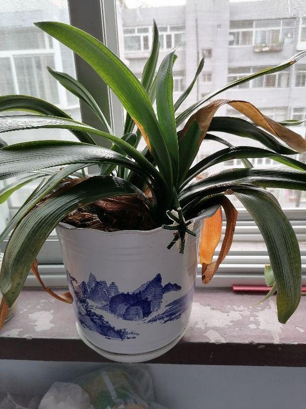 我可憐的花啊 Kks資訊網