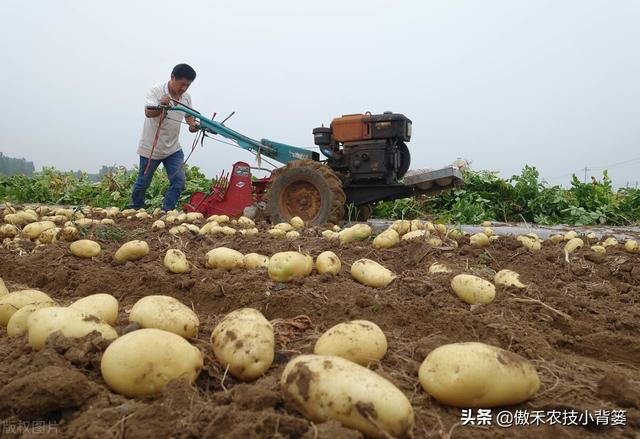 马铃薯真的忌氯不能使用氯化钾？别再盲目多花钱只买硫酸钾了9