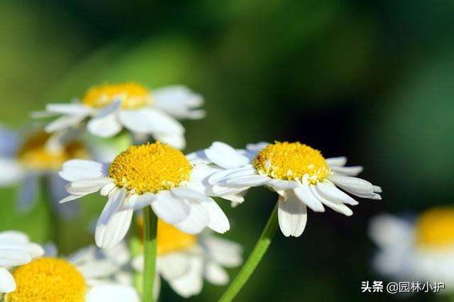 洋甘菊的花语和寓意