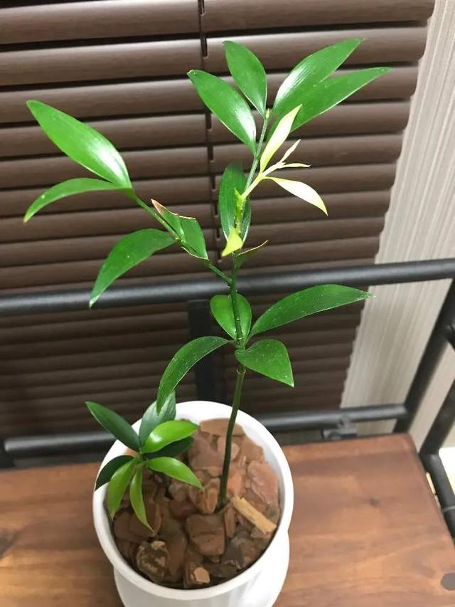 养护盆栽竹柏极其简单,它很少会出现问题,土壤若是一直潮湿,盆土长期