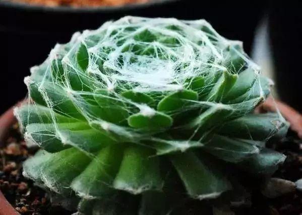 多肉植物图谱 多肉植物图谱