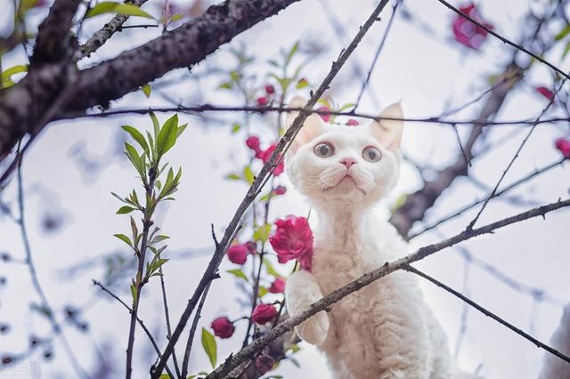 德文卷毛猫价格