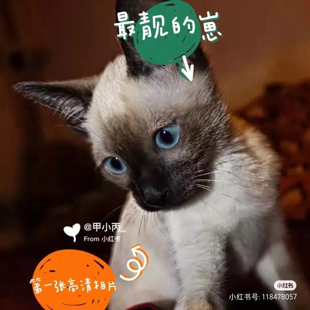 暹罗猫吧